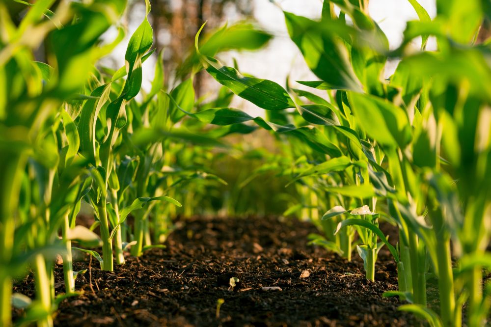 Med LED växtbelysning kan man odla välmående växter året runt